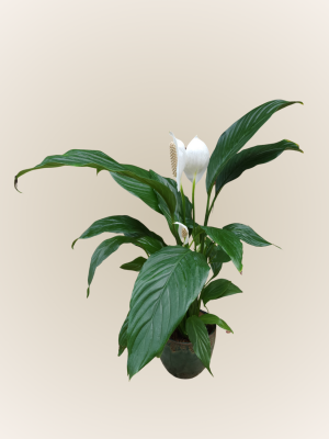 Spathiphyllum