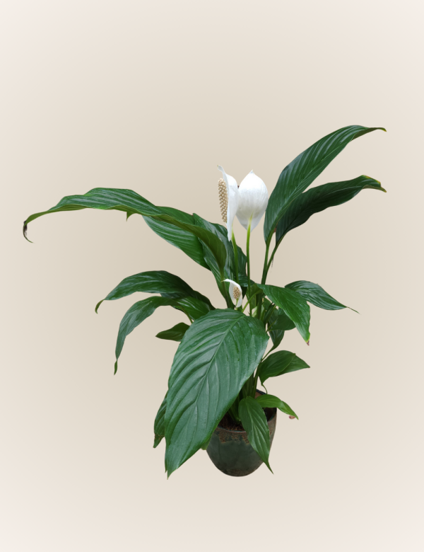 Spathiphyllum