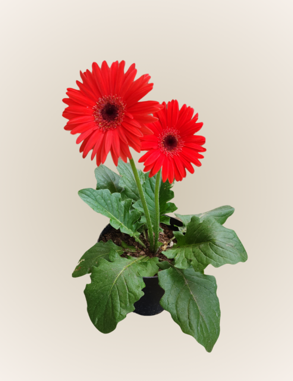 Gerbera