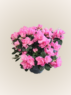 Azalea