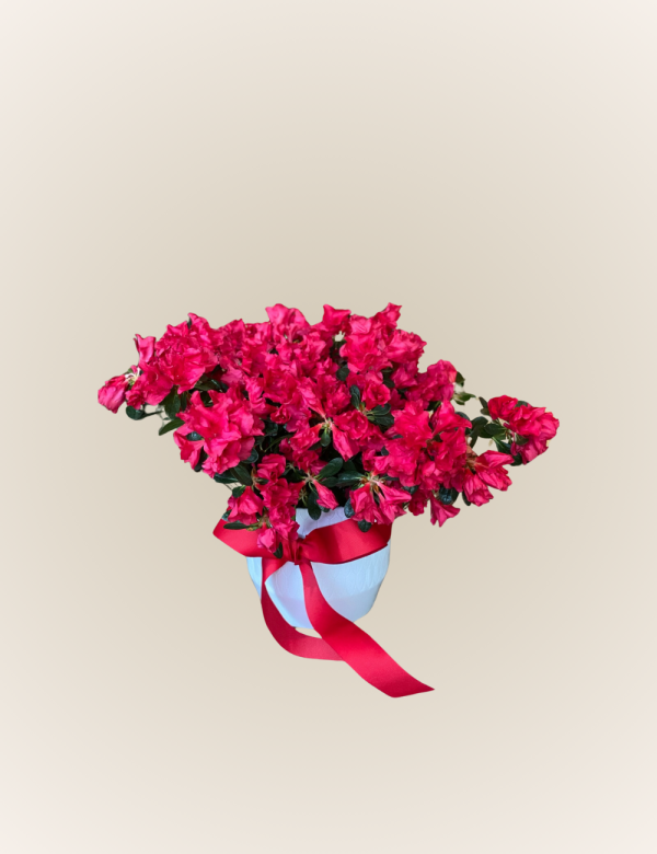Azalea - Imagen 2