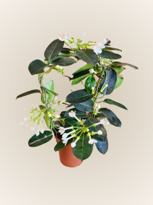 Stephanotis