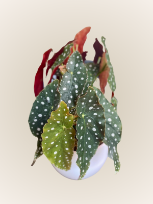 Polka Dot Begonia