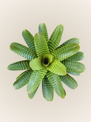 Bromelia Hieroglyphica