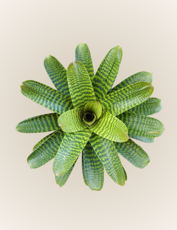 Bromelia Hieroglyphica