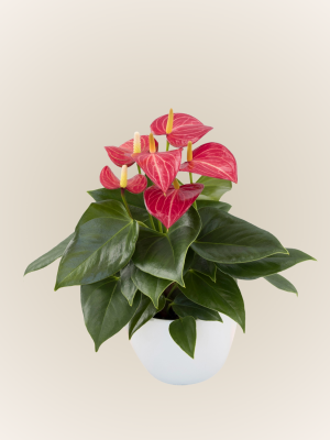 Livium Red Micro