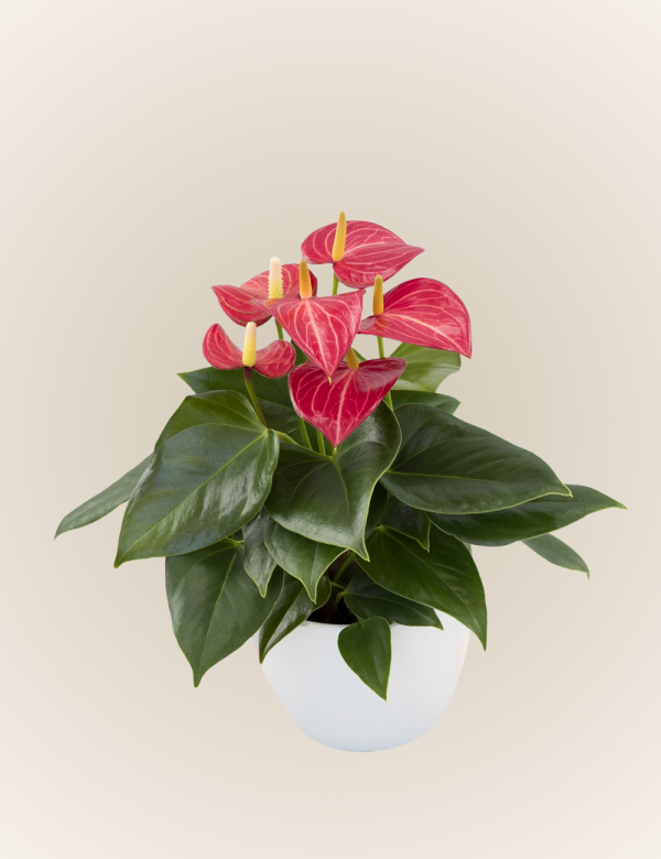 Livium Red Micro