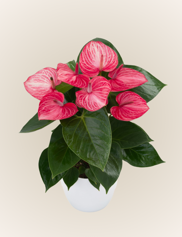 Livium Ruby