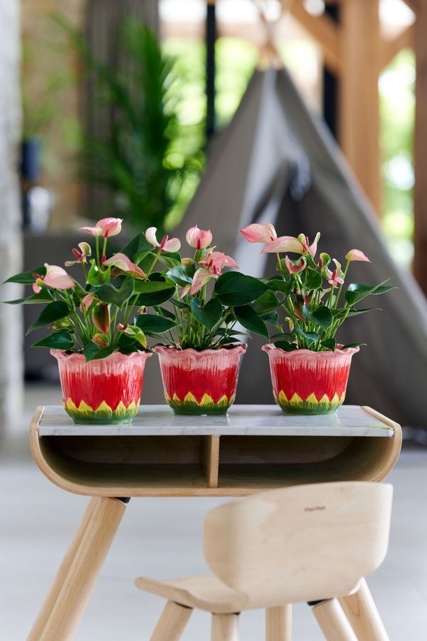 Livium Red Micro - Imagen 2