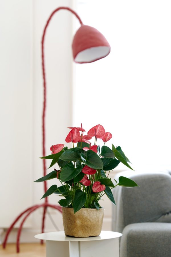 Livium Ruby - Imagen 4