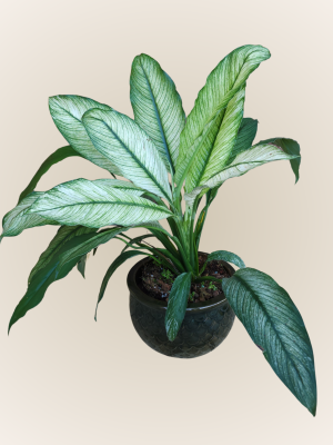 Spathiphyllum White Titan