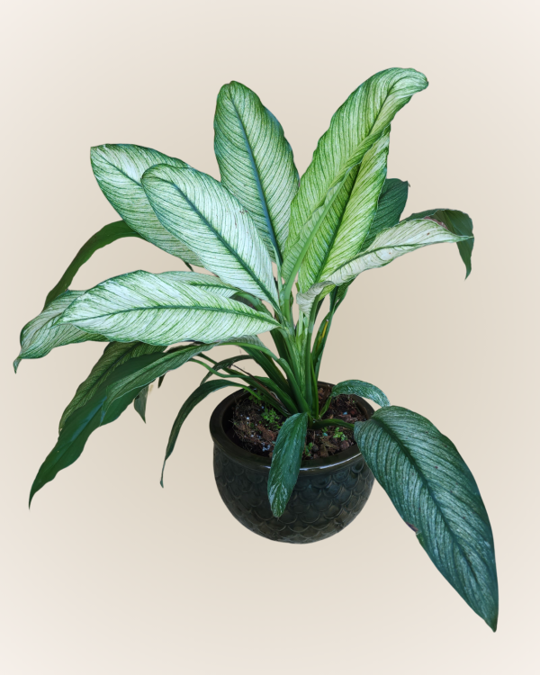 Spathiphyllum White Titan