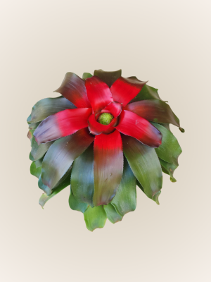 Neoregelia Carolinae