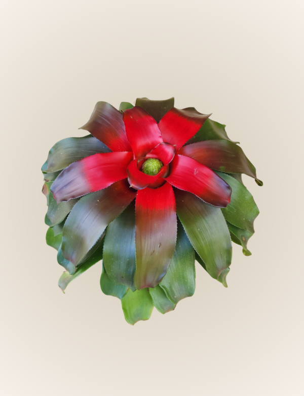 Neoregelia Carolinae