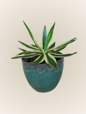 Agave Americana Variegata