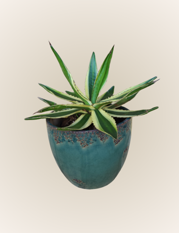 Agave Americana Variegata