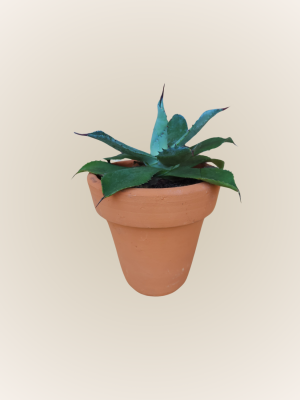 Agave Potatorum