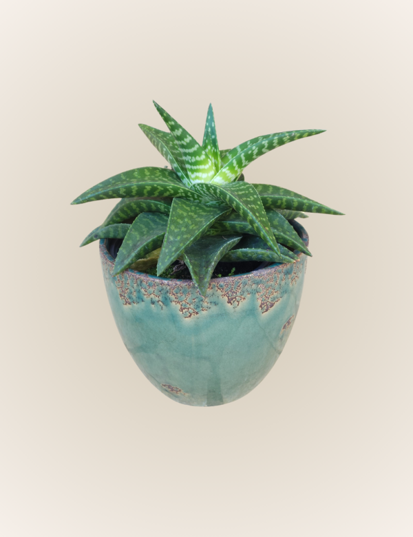 Aloe - Imagen 3