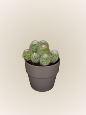 Mamilaria