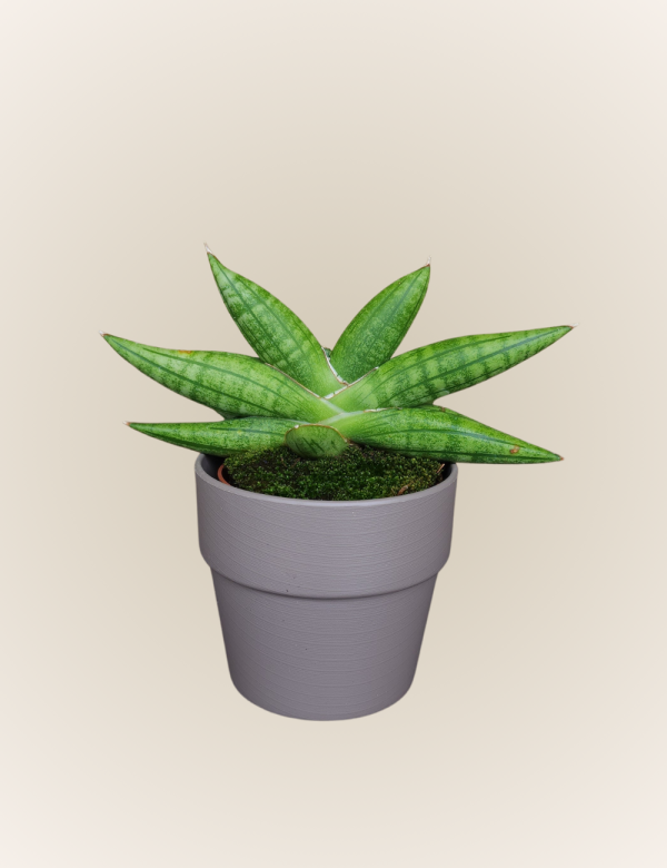 Sanseveria Samurai