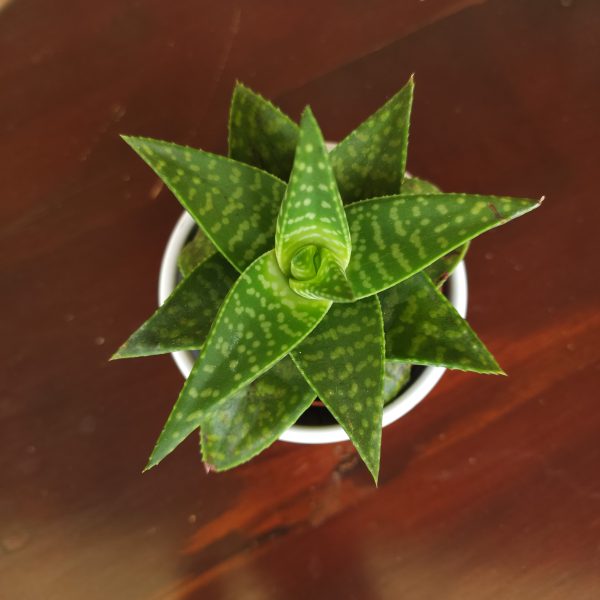 Aloe - Imagen 2