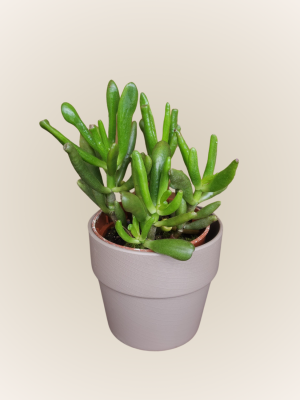 Crassula Ovata Gollum