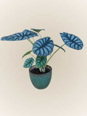 Alocasia Dragon Scale
