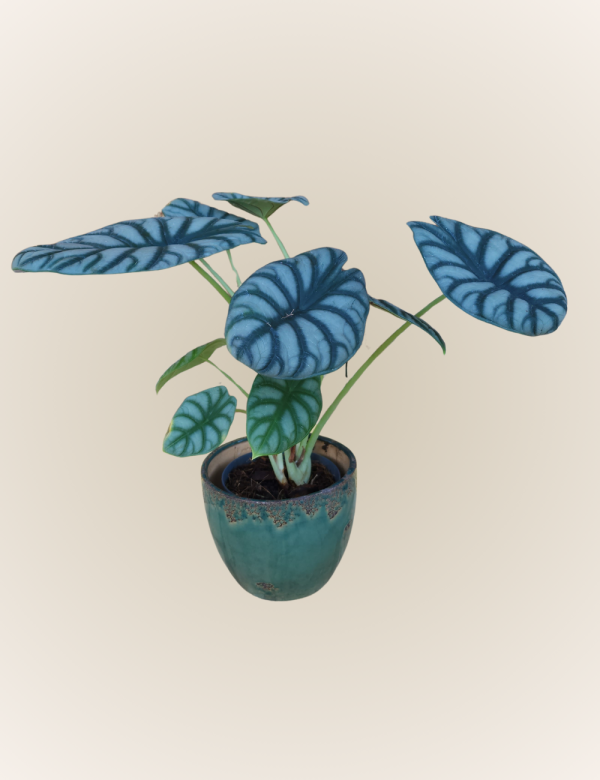 Alocasia Dragon Scale