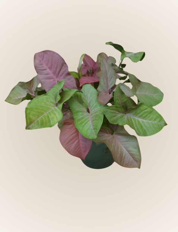 Syngonium Rosado