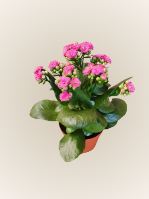 Kalanchoe (Brujita)