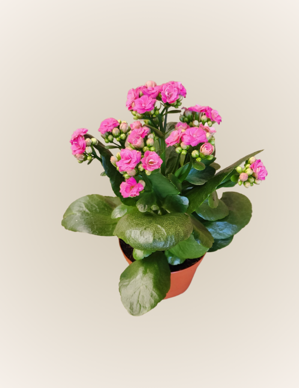 Kalanchoe (Brujita)