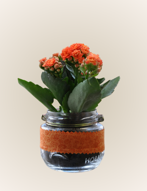 Kalanchoe (Brujita) - Imagen 2