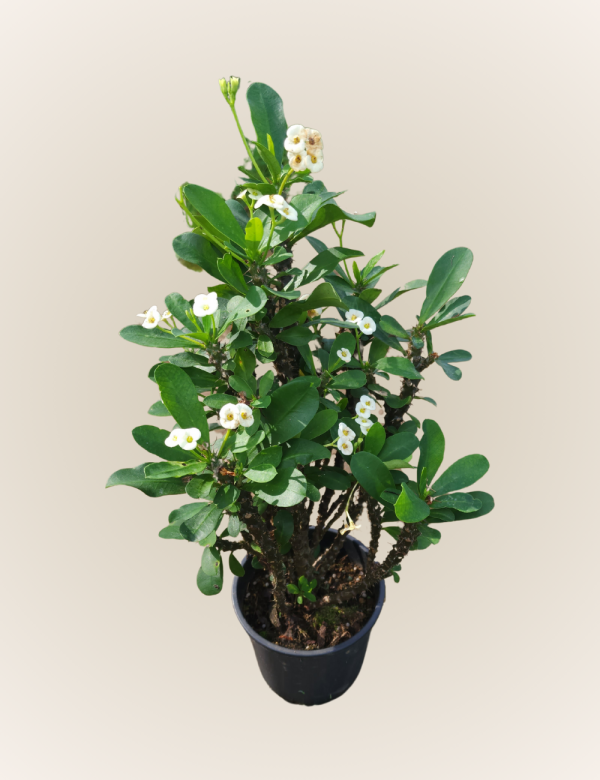 Euphorbia Milii