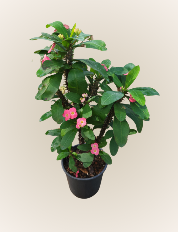 Euphorbia Milii - Imagen 2