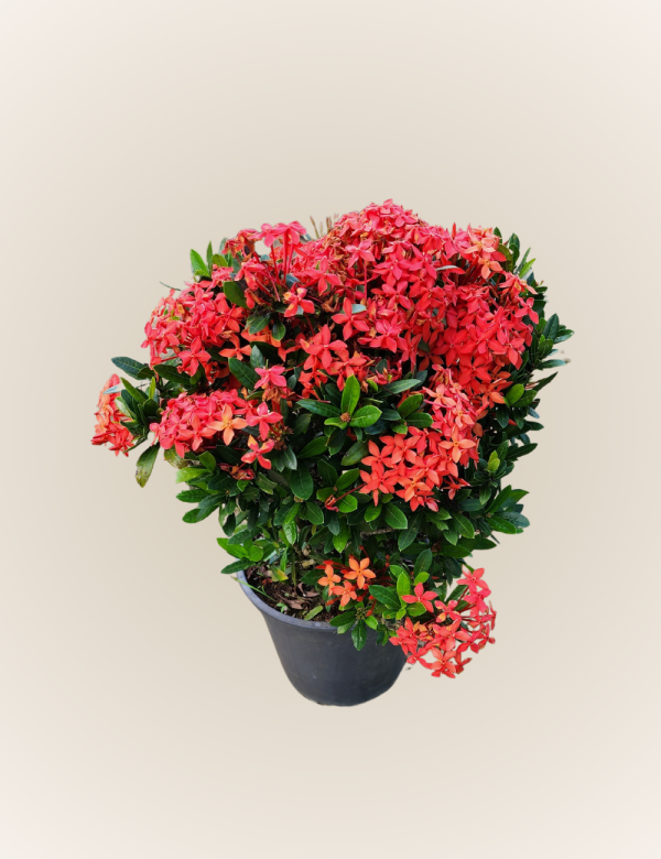 Ixora Coccinea