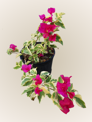 Bougainvillea Variegata