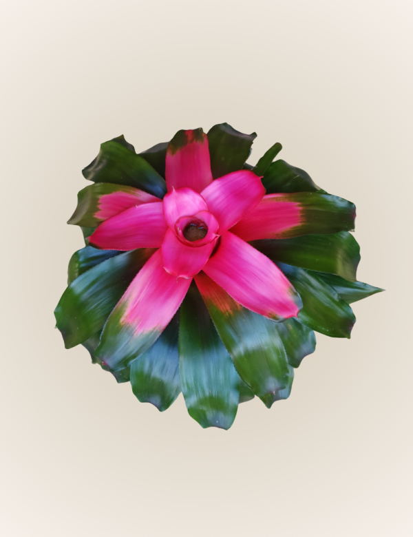 Neoregelia Bluzh
